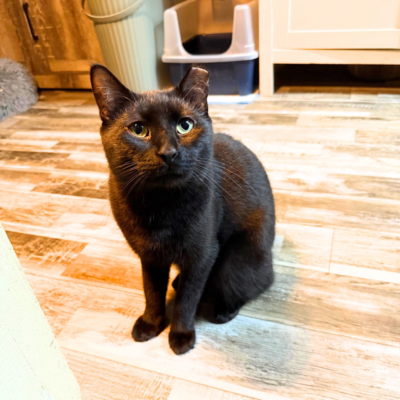 NOIR - Domestic Short Hair available for adoption