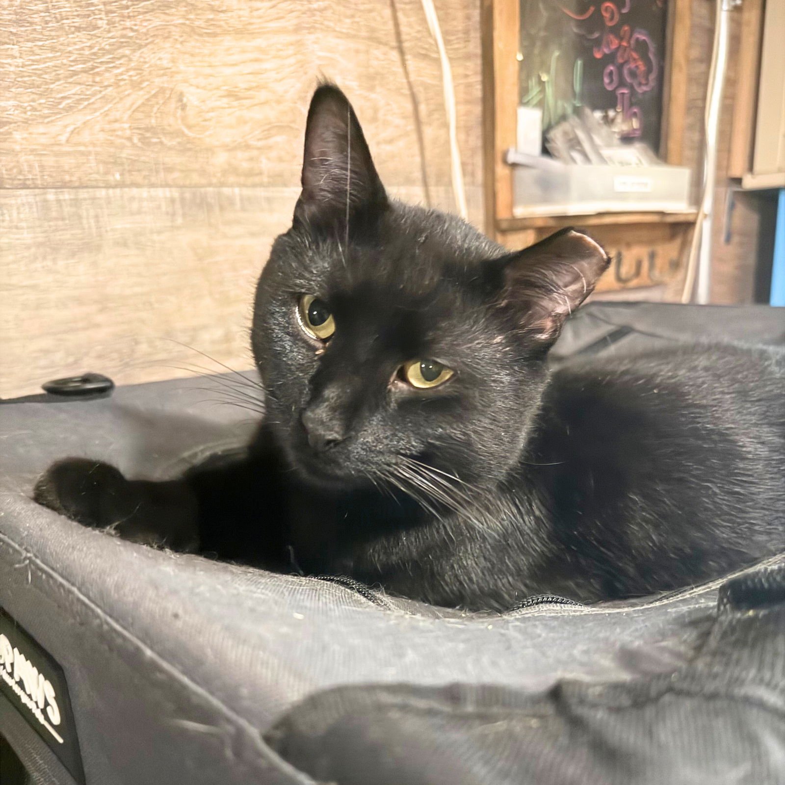 NOIR - Domestic Short Hair available for adoption