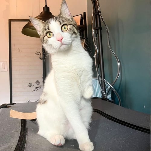 MOANING MYRTLE - Domestic Short Hair available for adoption