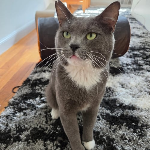 ROMEO - Domestic Short Hair available for adoption