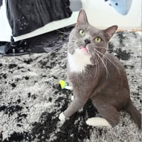 Romeo - Photo 1
