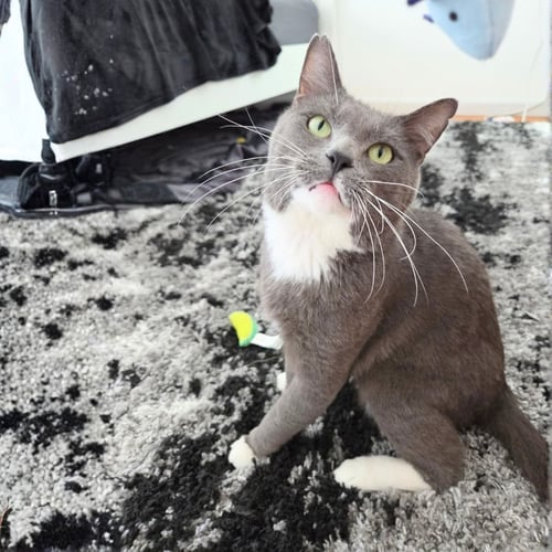 ROMEO - Domestic Short Hair available for adoption