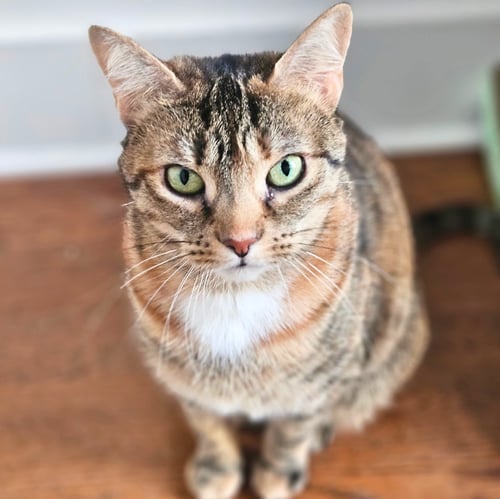 BEEMA - Domestic Short Hair available for adoption