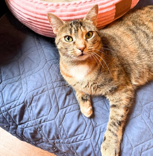 BEEMA - Domestic Short Hair available for adoption