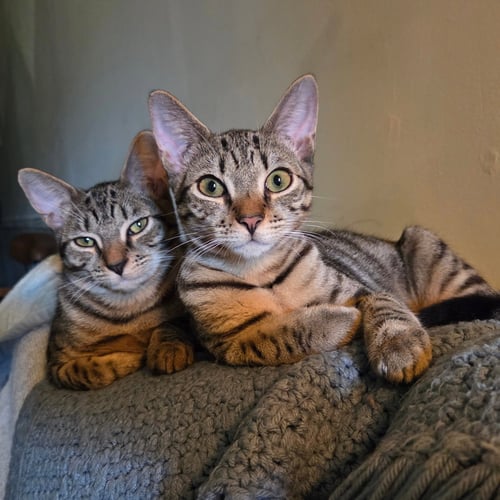 JUNEBUG & MILLIPEDE - Domestic Short Hair available for adoption