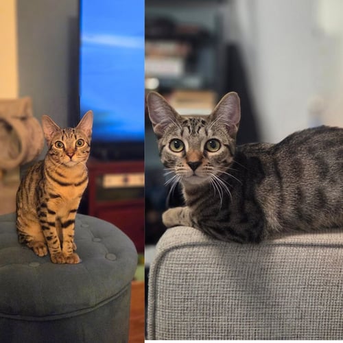 JUNEBUG & MILLIPEDE - Domestic Short Hair available for adoption