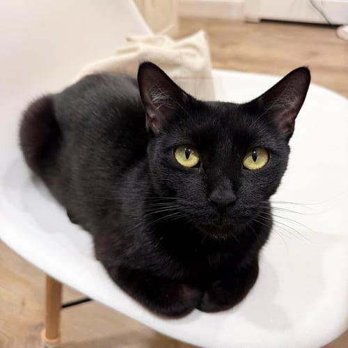 SHADY LUNA - Domestic Short Hair available for adoption