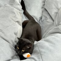 Shady Luna - Photo 4