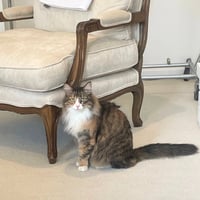 Kitty - Photo 1