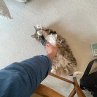Kitty - Photo 2
