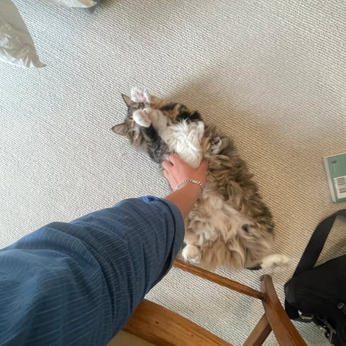 KITTY - Maine Coon available for adoption