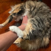 Kitty - Photo 3