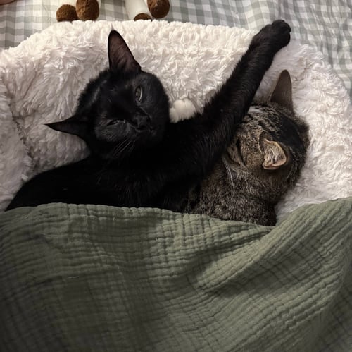 HOT BREAD & SODA BREAD - Domestic Short Hair available for adoption