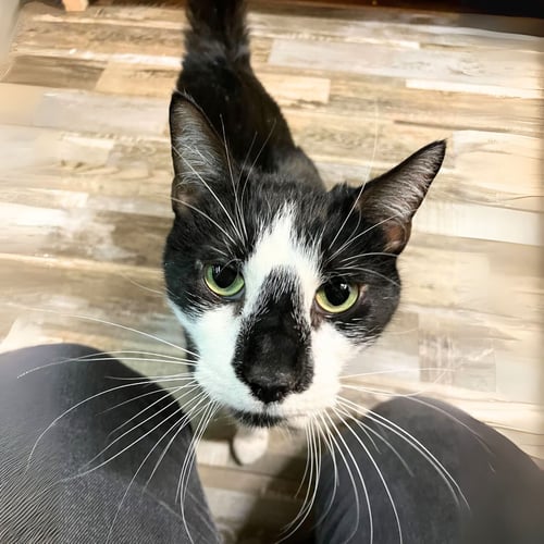 A BOY CALLED SPIDERMAN - Domestic Short Hair available for adoption
