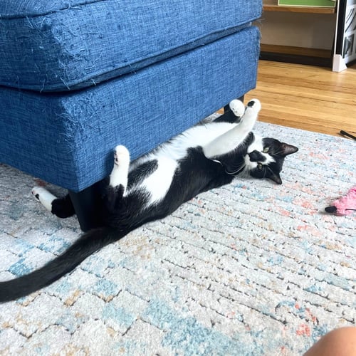 A BOY CALLED SPIDERMAN - Domestic Short Hair available for adoption