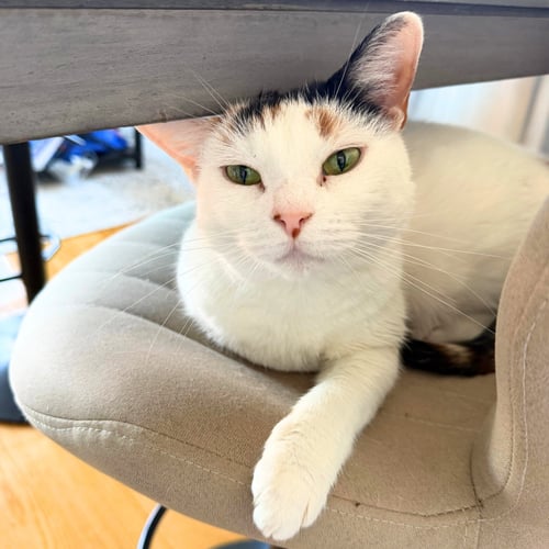 A GIRL CALLED VIOLET - Domestic Short Hair available for adoption