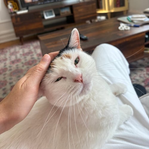 A GIRL CALLED VIOLET - Domestic Short Hair available for adoption