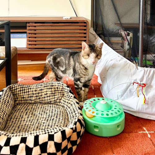 BENITO VINNIE - Domestic Short Hair available for adoption