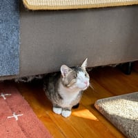 Benito Vinnie - Photo 2
