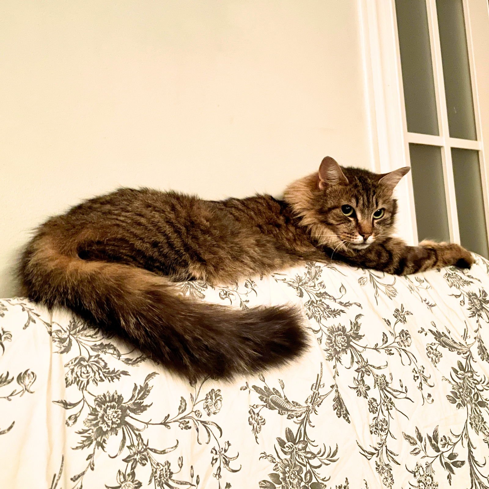 WANDA - Domestic Long Hair available for adoption