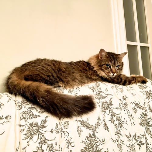 WANDA - Domestic Long Hair available for adoption