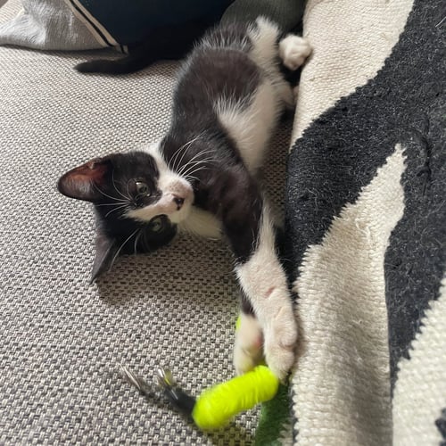 HAMLET - Domestic Short Hair available for adoption