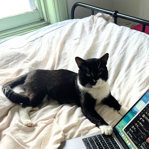 CYPRESS PINE - Domestic Short Hair available for adoption