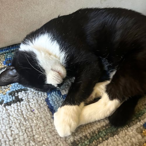 CYPRESS PINE - Domestic Short Hair available for adoption