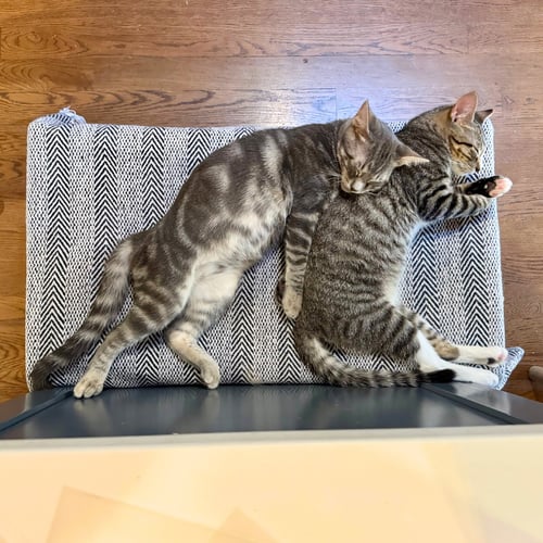 EDDIE ROUNDTREE AND GRAHAM DUNNE - Domestic Short Hair available for adoption