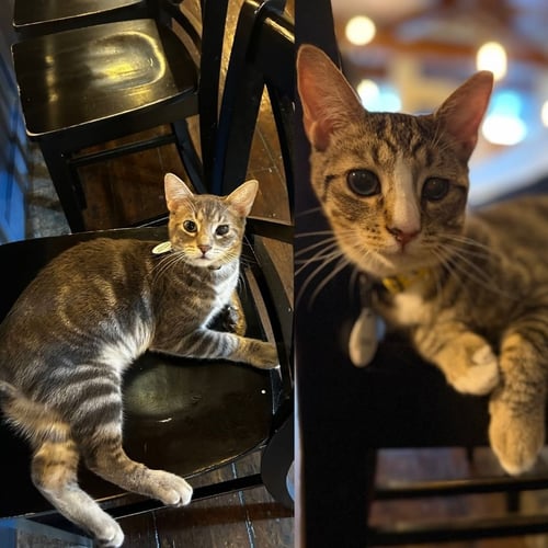 EDDIE ROUNDTREE AND GRAHAM DUNNE - Domestic Short Hair available for adoption
