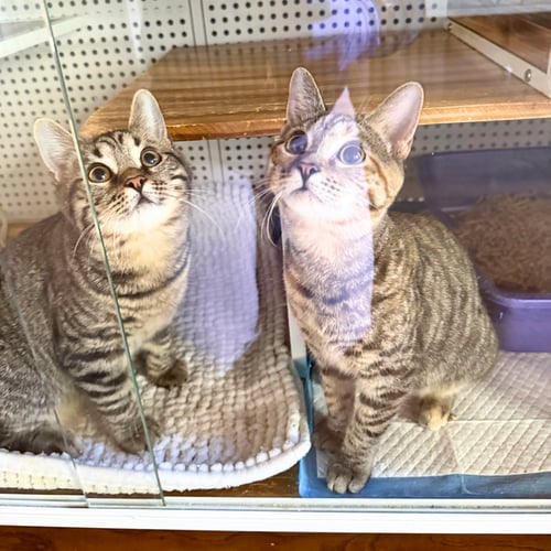 ARGON & RADON - Domestic Short Hair available for adoption