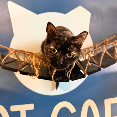 COURIC - Domestic Short Hair available for adoption