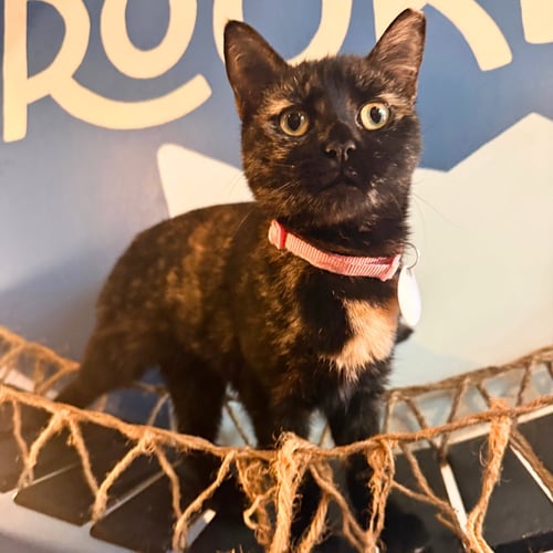 COURIC - Domestic Short Hair available for adoption