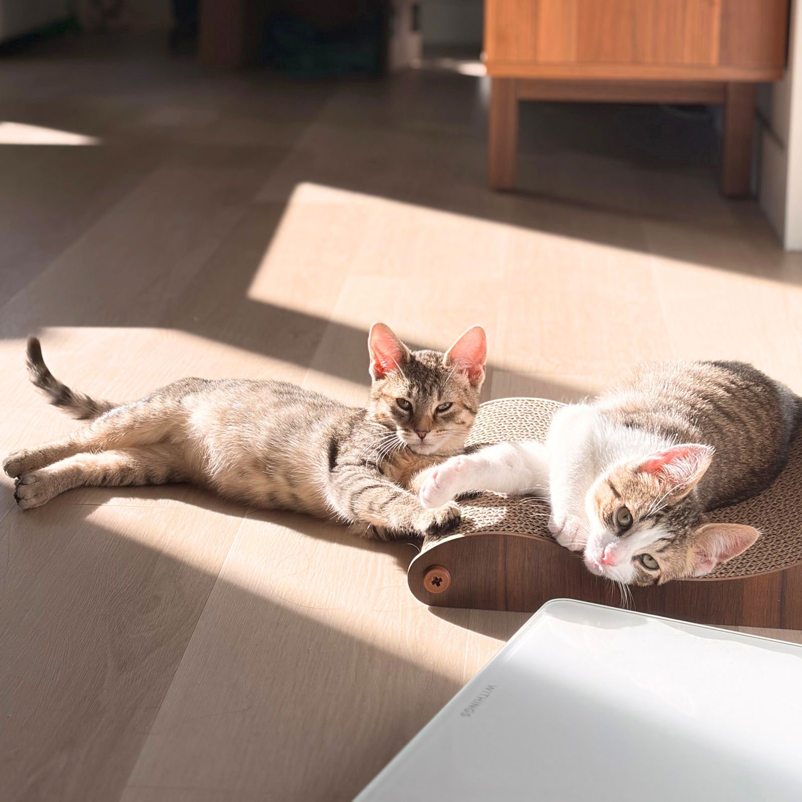 BEWITCHED & BAROMETER - Domestic Short Hair available for adoption