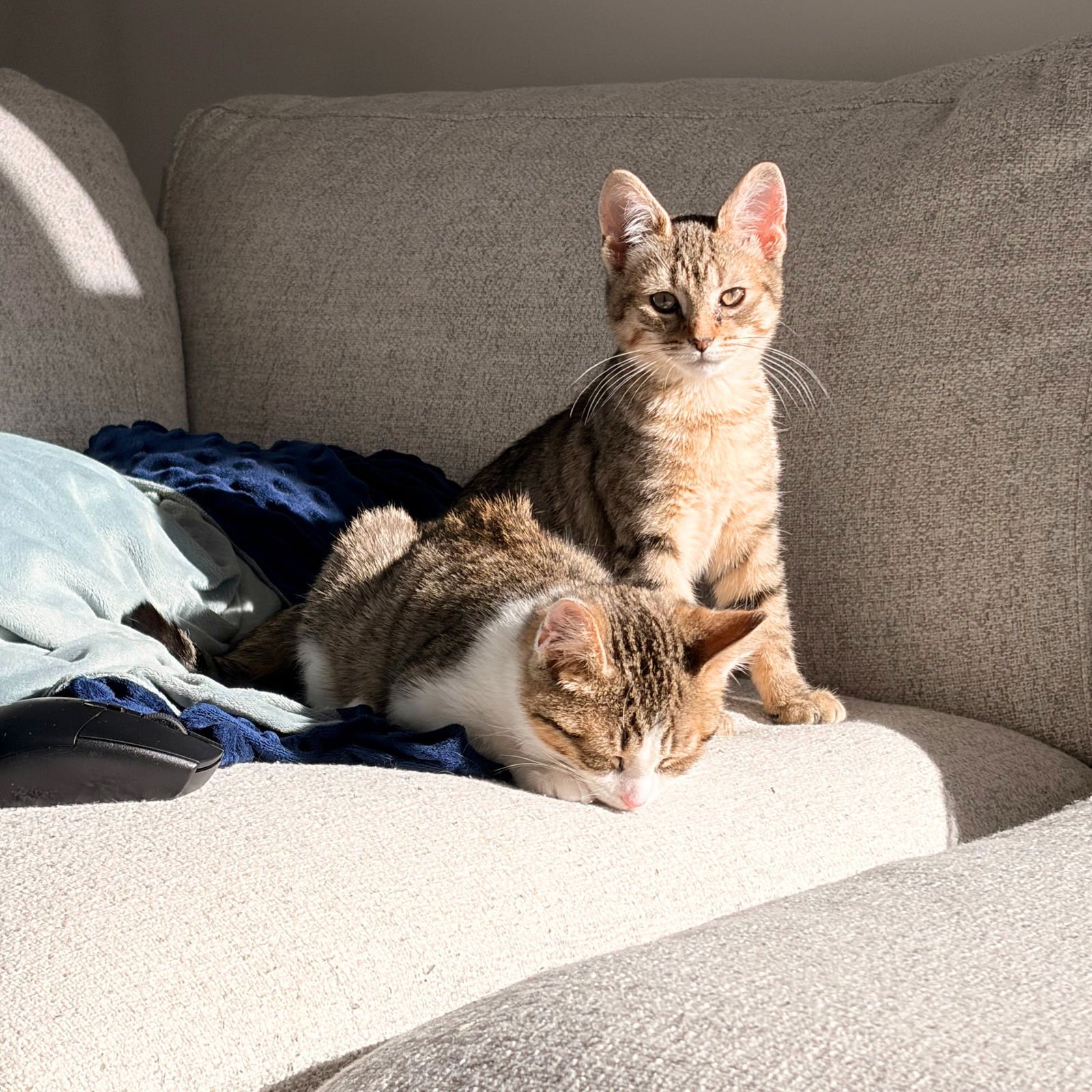 BEWITCHED & BAROMETER - Domestic Short Hair available for adoption