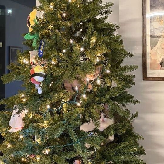 Bewitched & Barometer - Photo 3