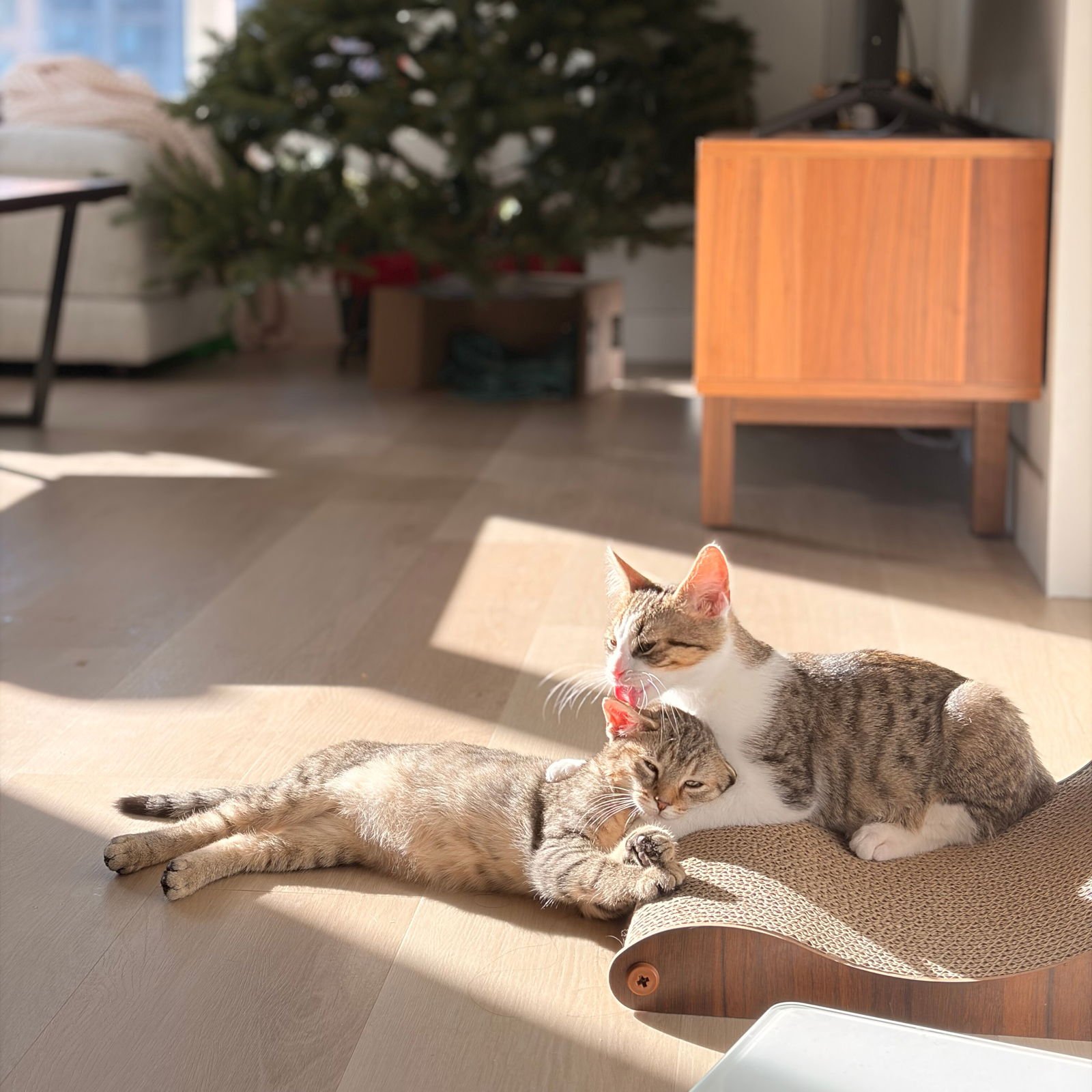 Bewitched & Barometer - Photo 4