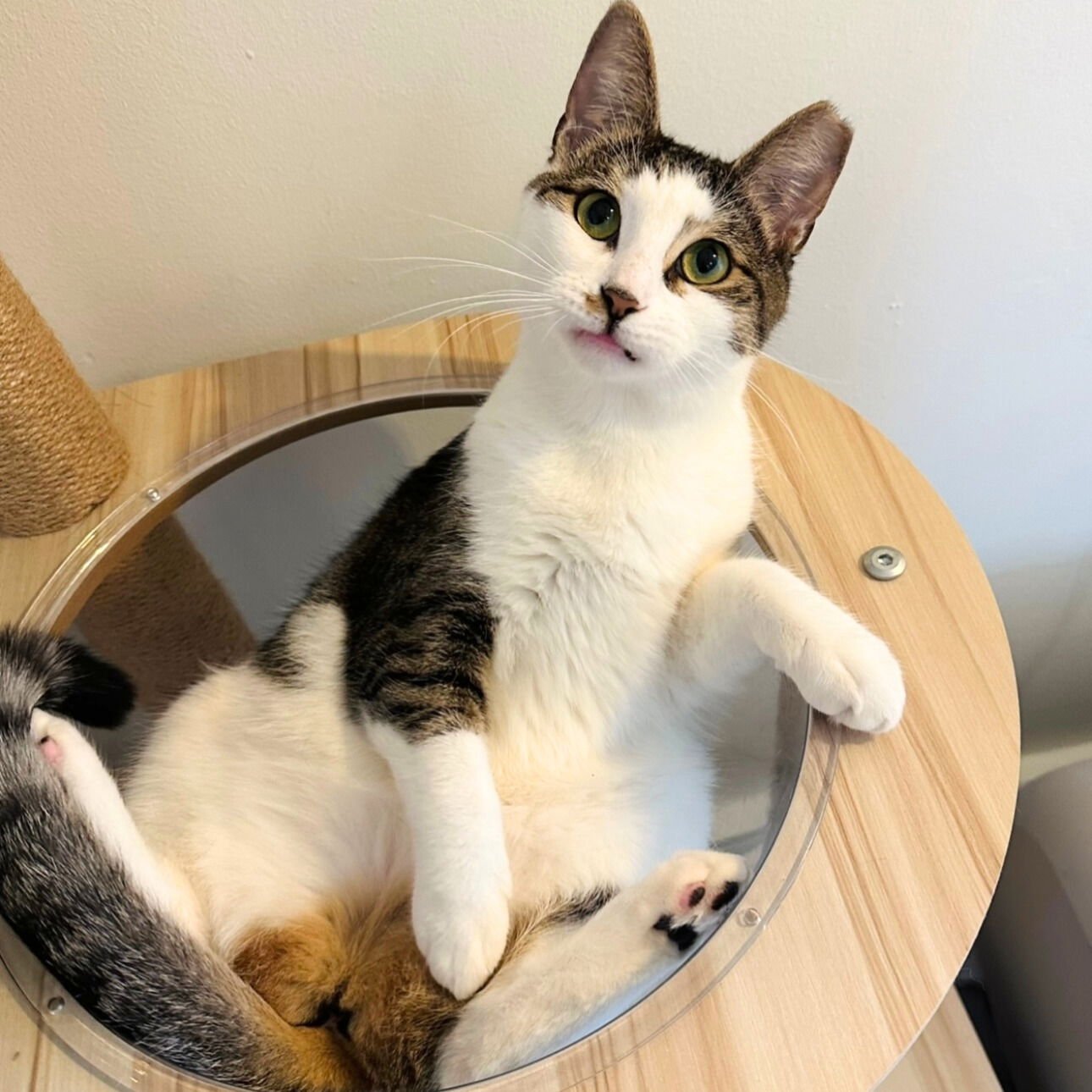 CORDELIA - Domestic Short Hair available for adoption