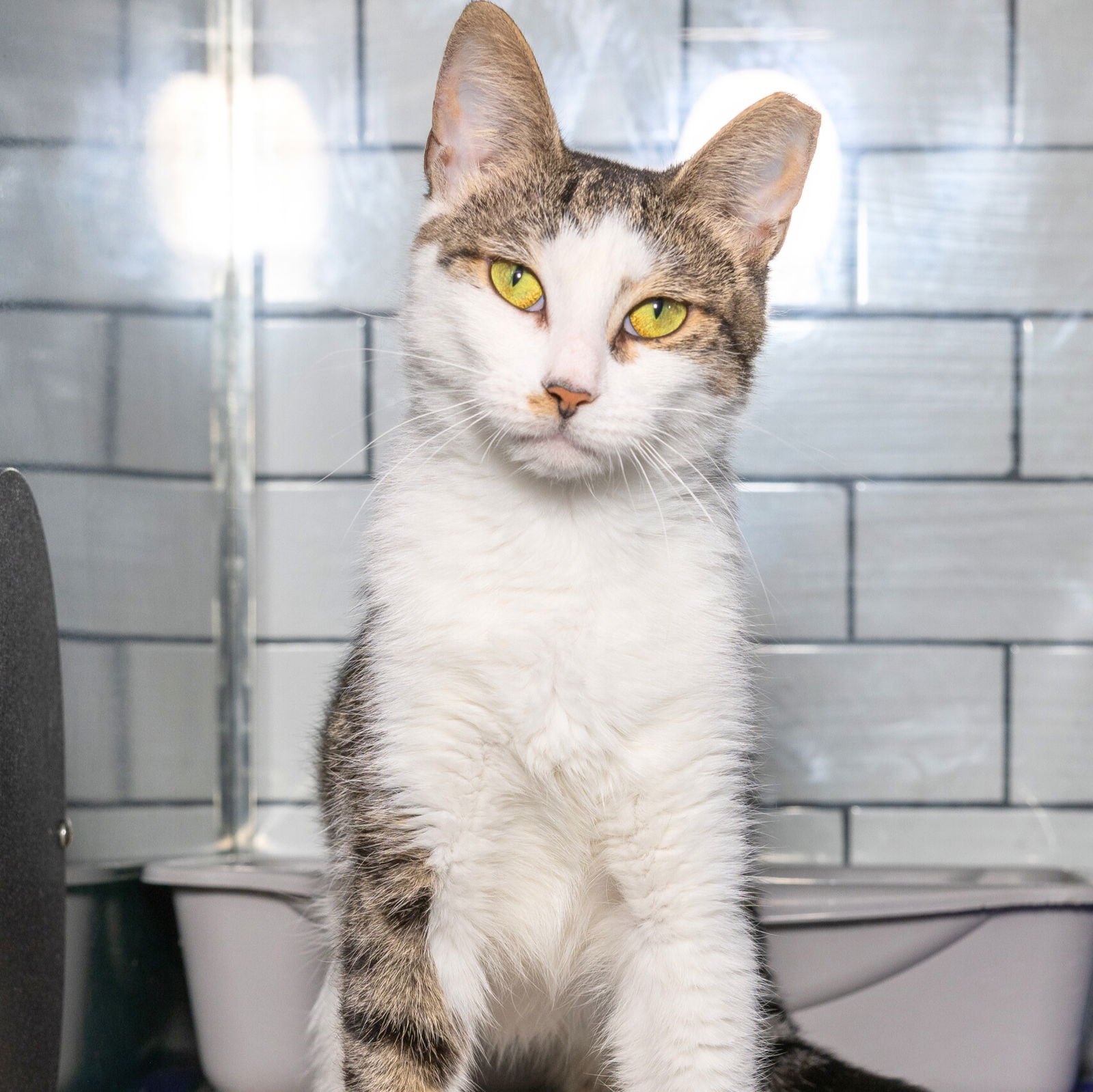 CORDELIA - Domestic Short Hair available for adoption