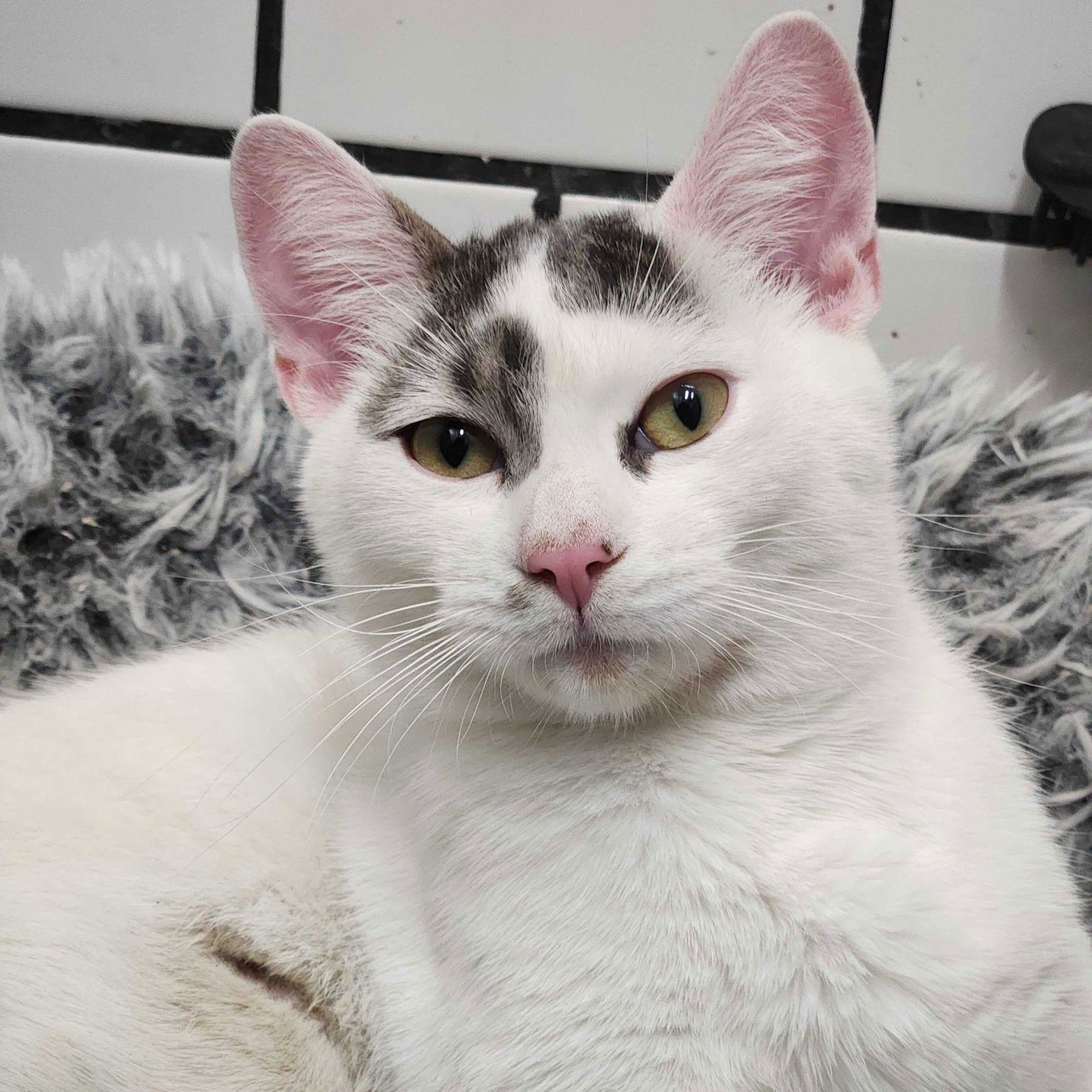 TYRIAN - Domestic Short Hair available for adoption