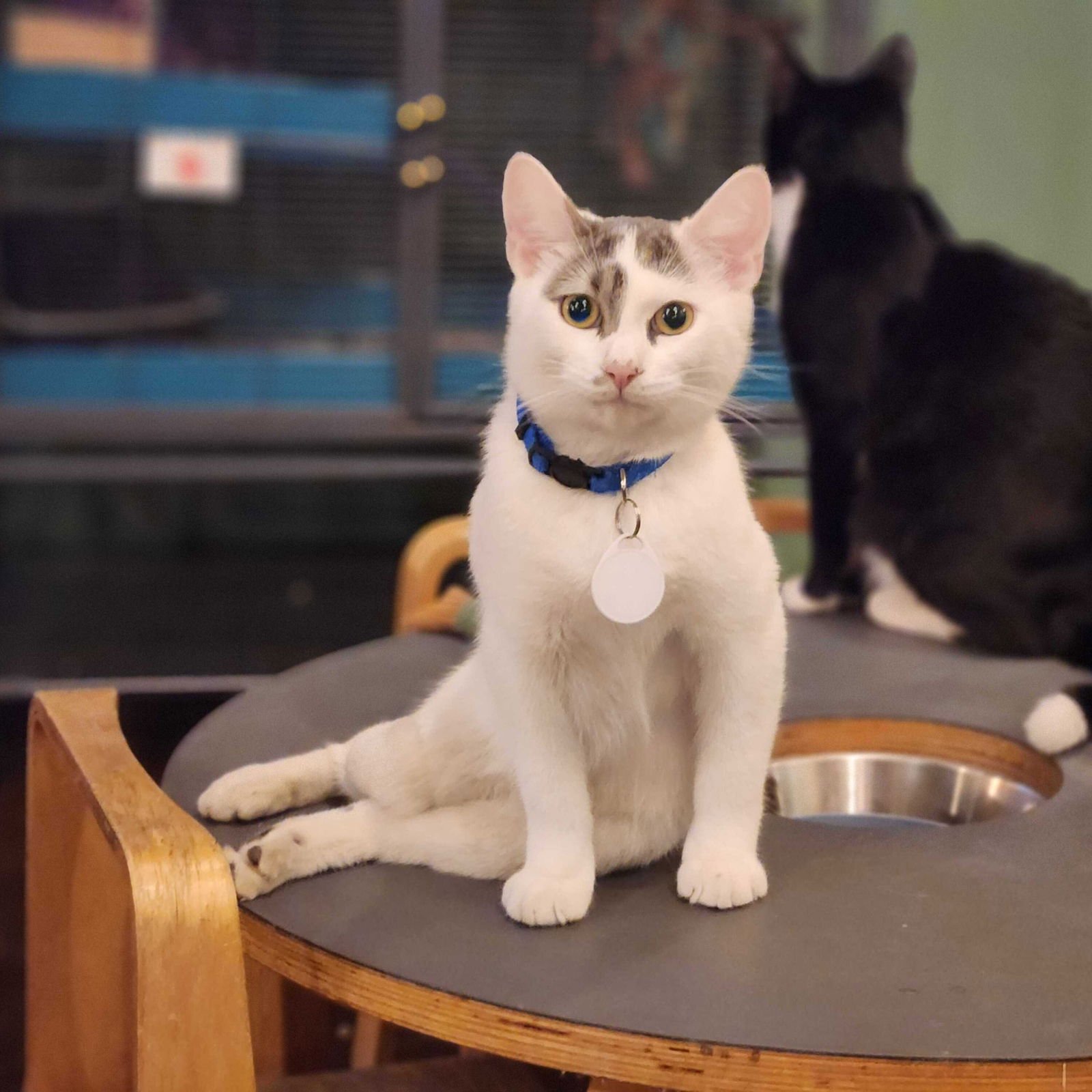 TYRIAN - Domestic Short Hair available for adoption