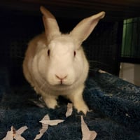 Eevee - Photo 2