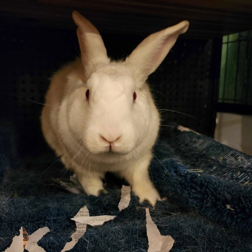 EEVEE - Florida White available for adoption