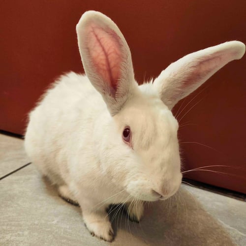 EEVEE - Florida White available for adoption