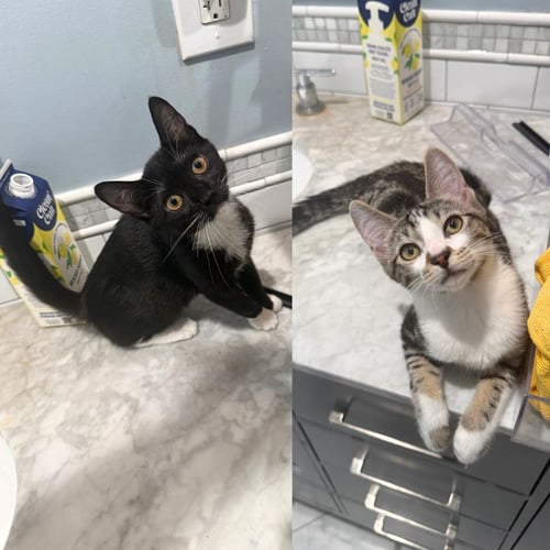 ADZUKI & LION'S MANE - Domestic Short Hair available for adoption
