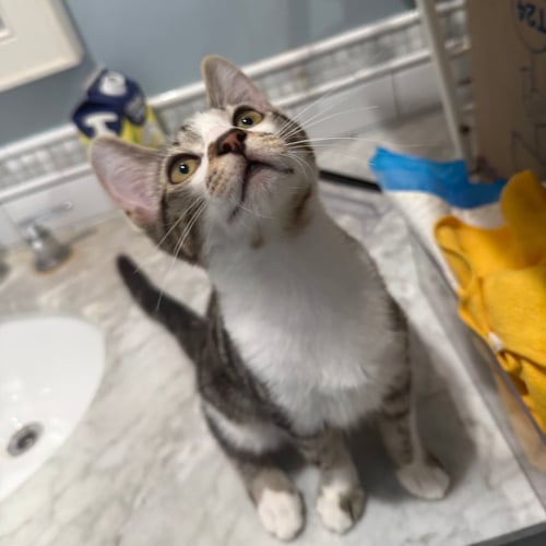 ADZUKI & LION'S MANE - Domestic Short Hair available for adoption