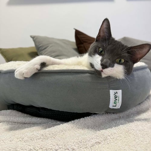 ESTRELLA - Domestic Short Hair available for adoption