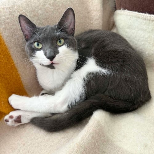 ESTRELLA - Domestic Short Hair available for adoption