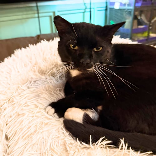 TRINITY - Domestic Short Hair available for adoption
