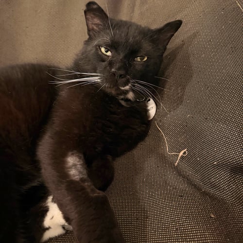 TRINITY - Domestic Short Hair available for adoption